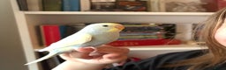 Budgerigars birds for sale: Baby Budgie, Beautiful Colour, Australian Budgie - Advert 4