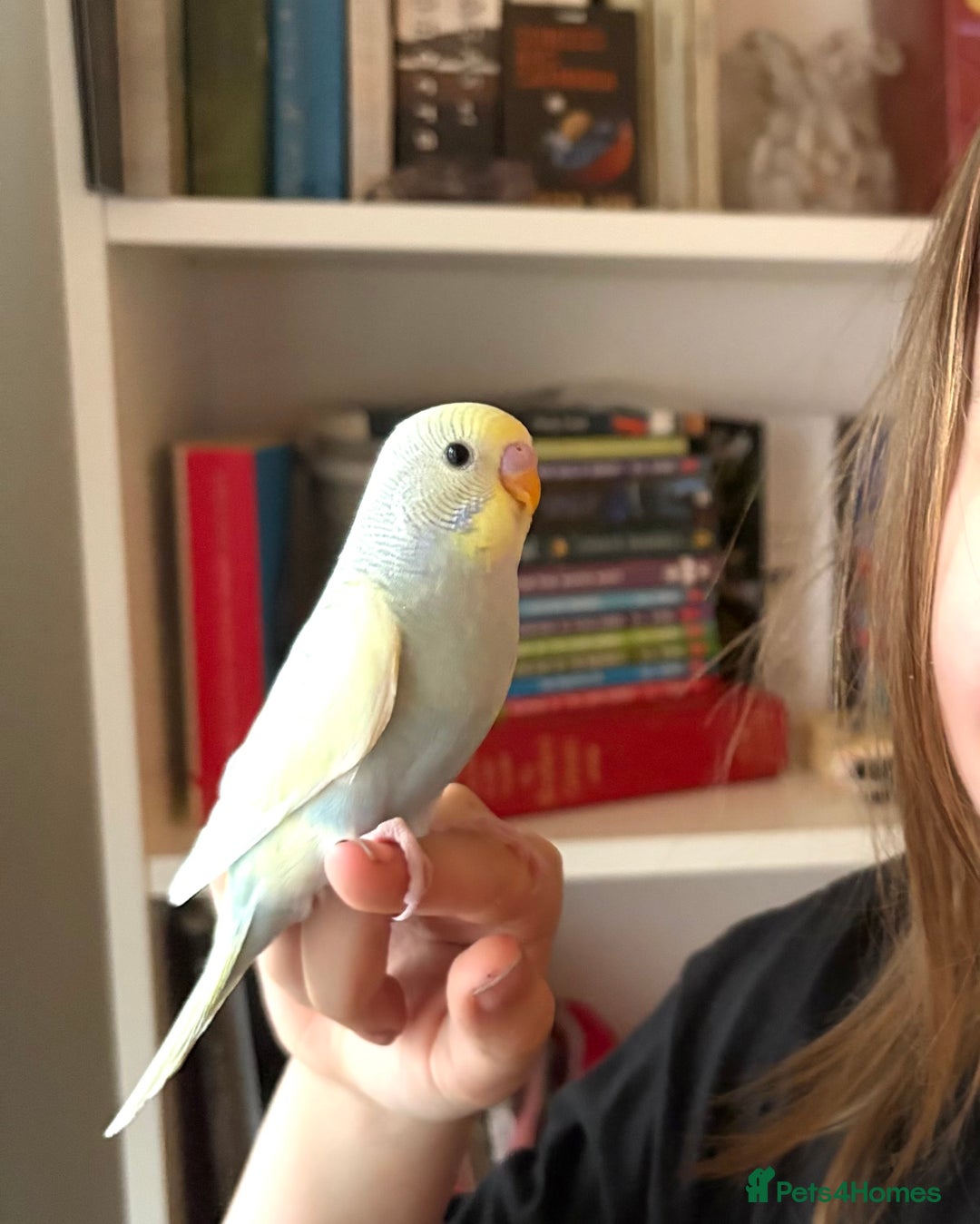 Budgerigars birds for sale: Baby Budgie, Beautiful Colour, Australian Budgie - Advert 4