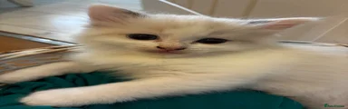 Ragdoll Kitten 1