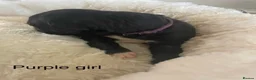 Lurcher dogs for sale: Beautiful Lurcher Puppies for Sale - Advert 10
