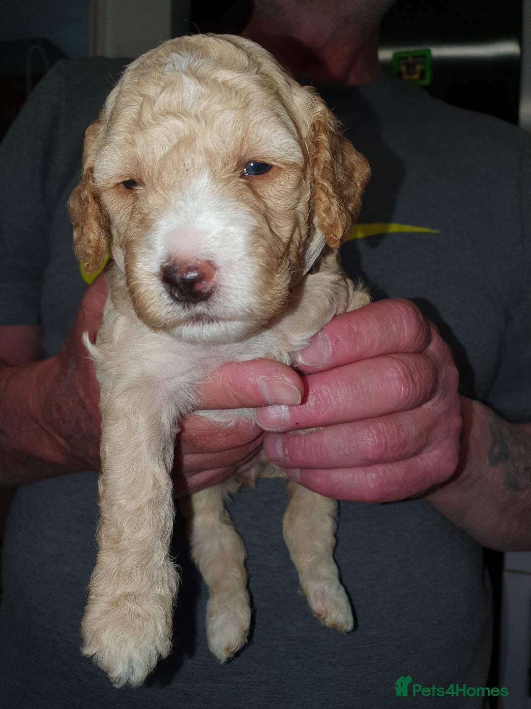 Cockapoo dogs for sale: Adorable cockerpoos under 1000 - Image 4