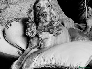 Cocker Spaniel dogs in Rochdale - Advert 5