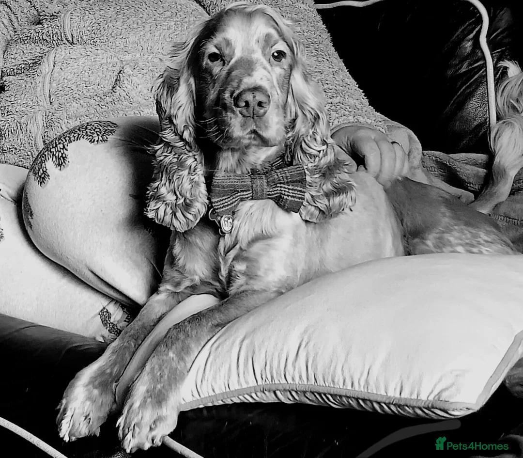 Cocker Spaniel dogs for stud: Proven Handsome Show Cocker Spaniel For Stud in Rochdale - Advert 2