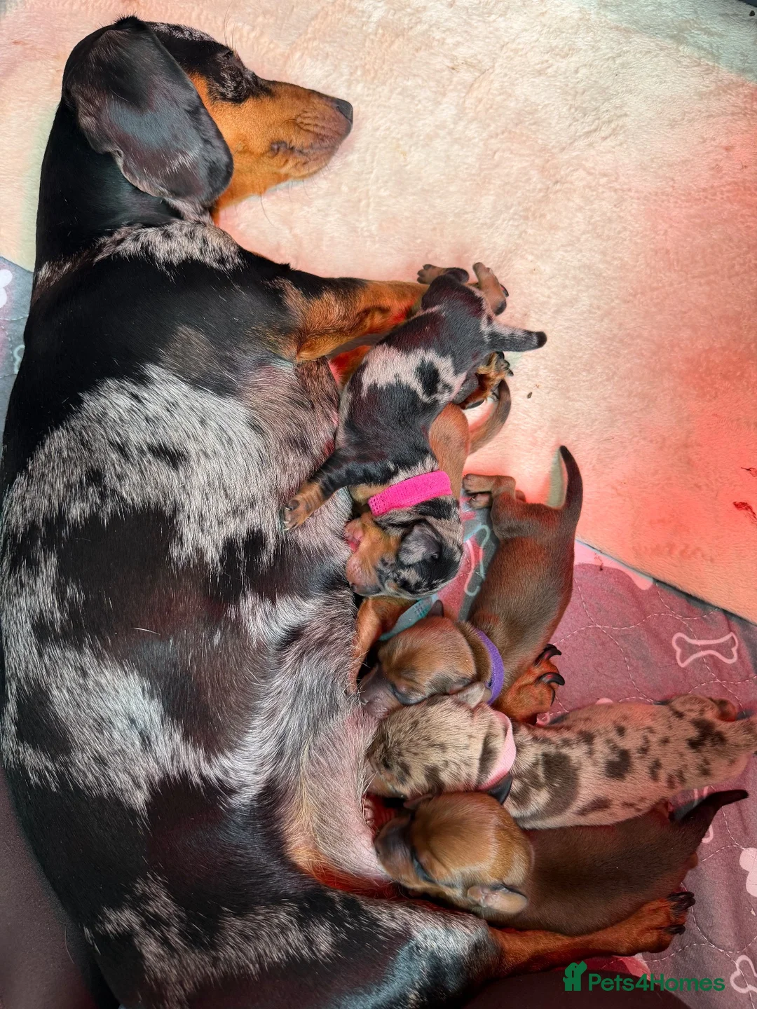 Dachshund dogs for sale: dachshund puppies For sale  - Advert 28