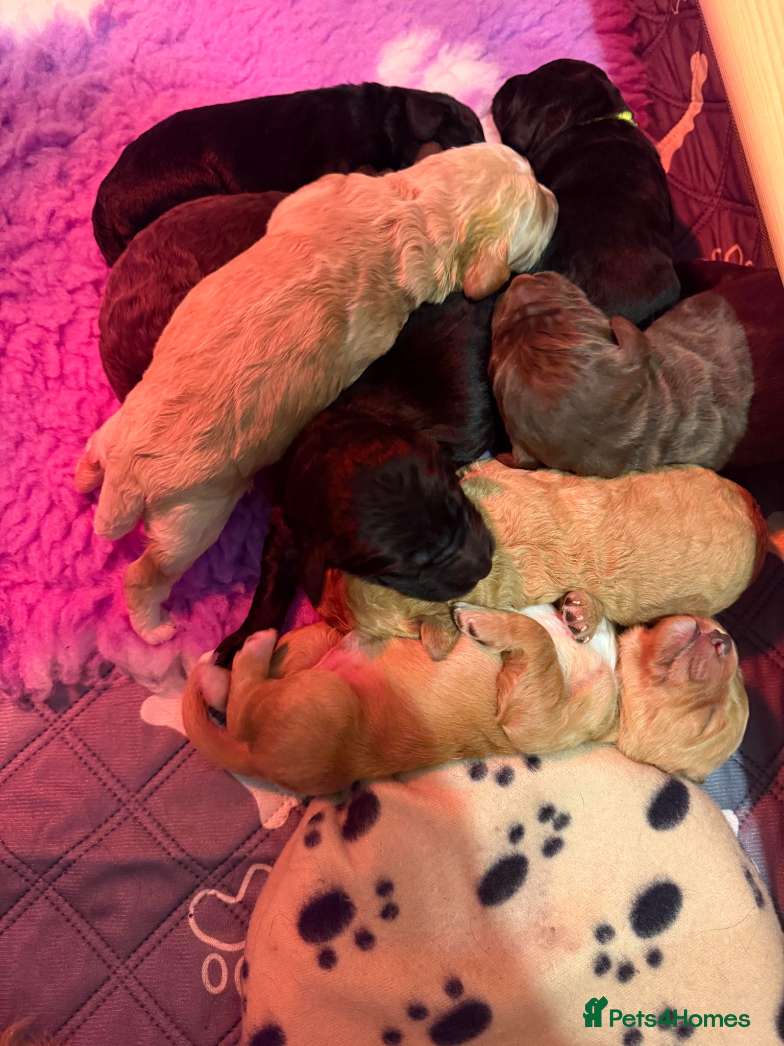 Labradoodle dogs F1B Labradoodle puppies - Advert 2