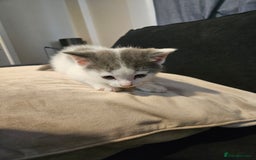 Mixed Breed cats for sale: 🐾 6 Adorable Kittens Looking for Loving Homes!  - Image 2