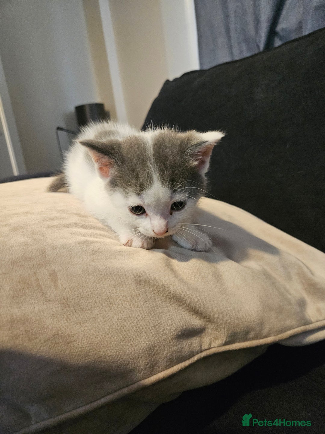 Mixed Breed cats for sale: 🐾 6 Adorable Kittens Looking for Loving Homes!  - Image 2