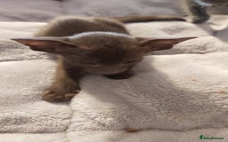 Oriental cats for sale: Full Pedigree Oriental 1 Kitten XL size ears GCCF - Image 29