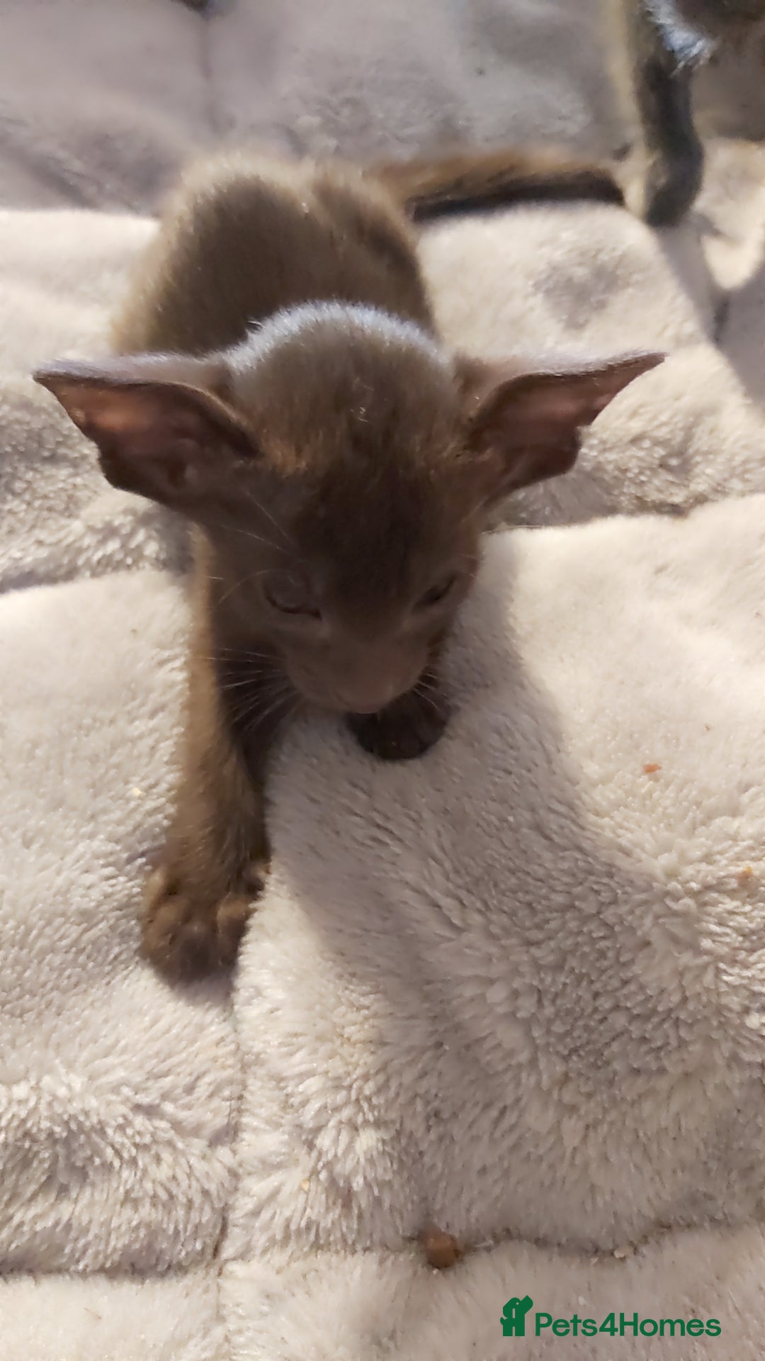 Oriental cats for sale: Full Pedigree Oriental 1 Kitten XL size ears GCCF - Image 29