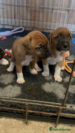 Plummer Terrier dogs - Advert 1