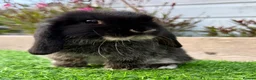 Mini Lop rabbits for sale: Beautiful Baby Black Otter - Minilop - Advert 6