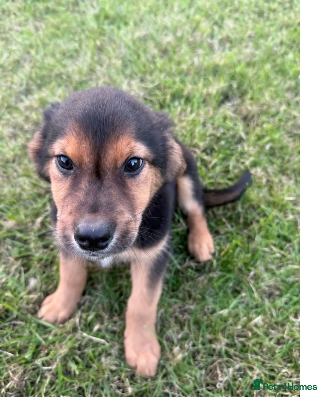 Huntaway dogs for sale: Lovely huntaway cross puppies available  - Image 2