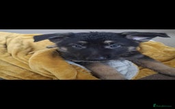 German Shepherd dogs for sale: BEAUTIFUL GERMAN SHEPHERD PUPS READY NOW - Image 4