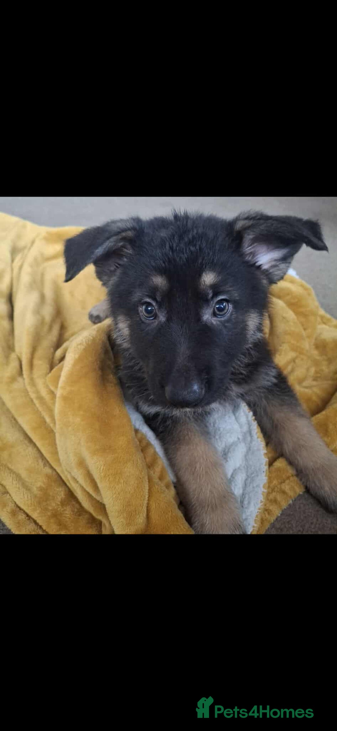 German Shepherd dogs for sale: BEAUTIFUL GERMAN SHEPHERD PUPS READY NOW - Image 4