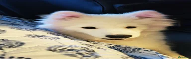Winnie