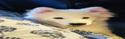 Samoyed dogs for sale: Samoyed puppy for rehoming - Advert 3