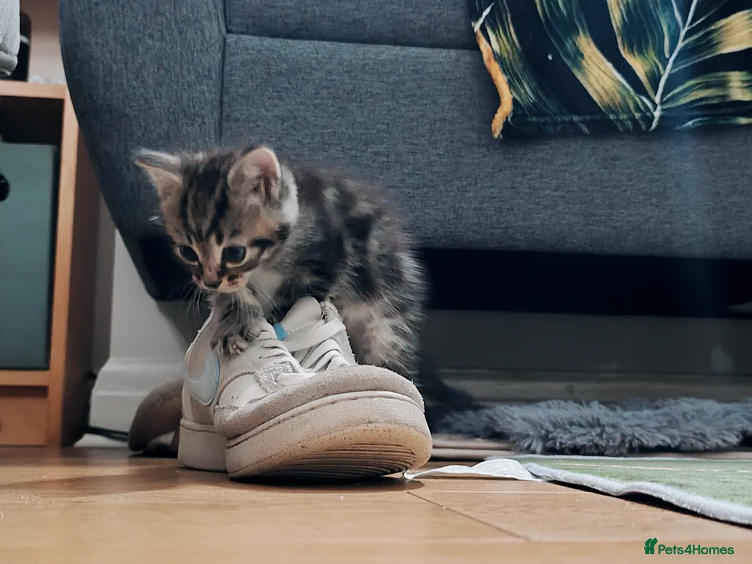 Mixed Breed cats for sale: Beautiful, Affectionate & Well-Socialised Kittens  - Advert 6