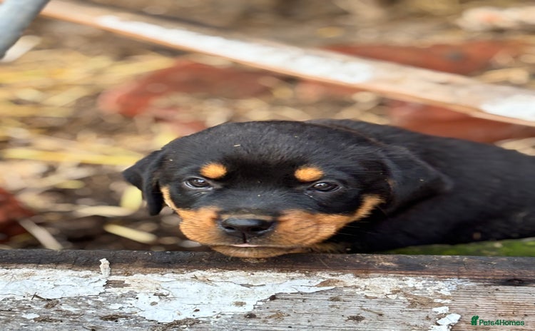Rottweiler dogs - Advert 1