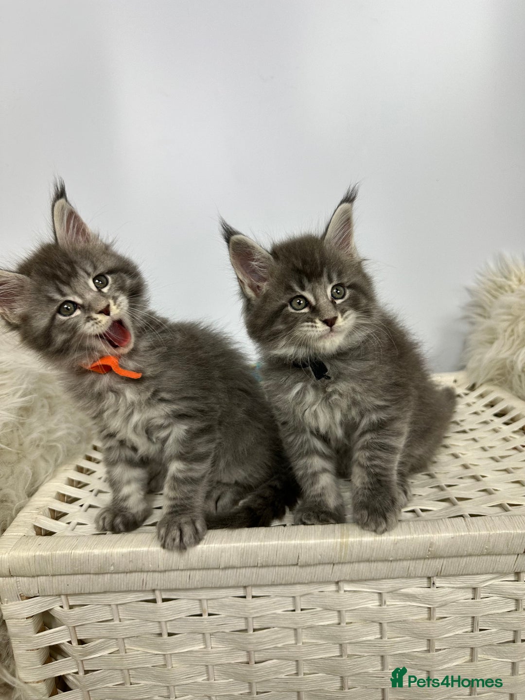Maine Coon cats for sale: Gorgeous Pure Breed Maine Coon Kittens - Image 11
