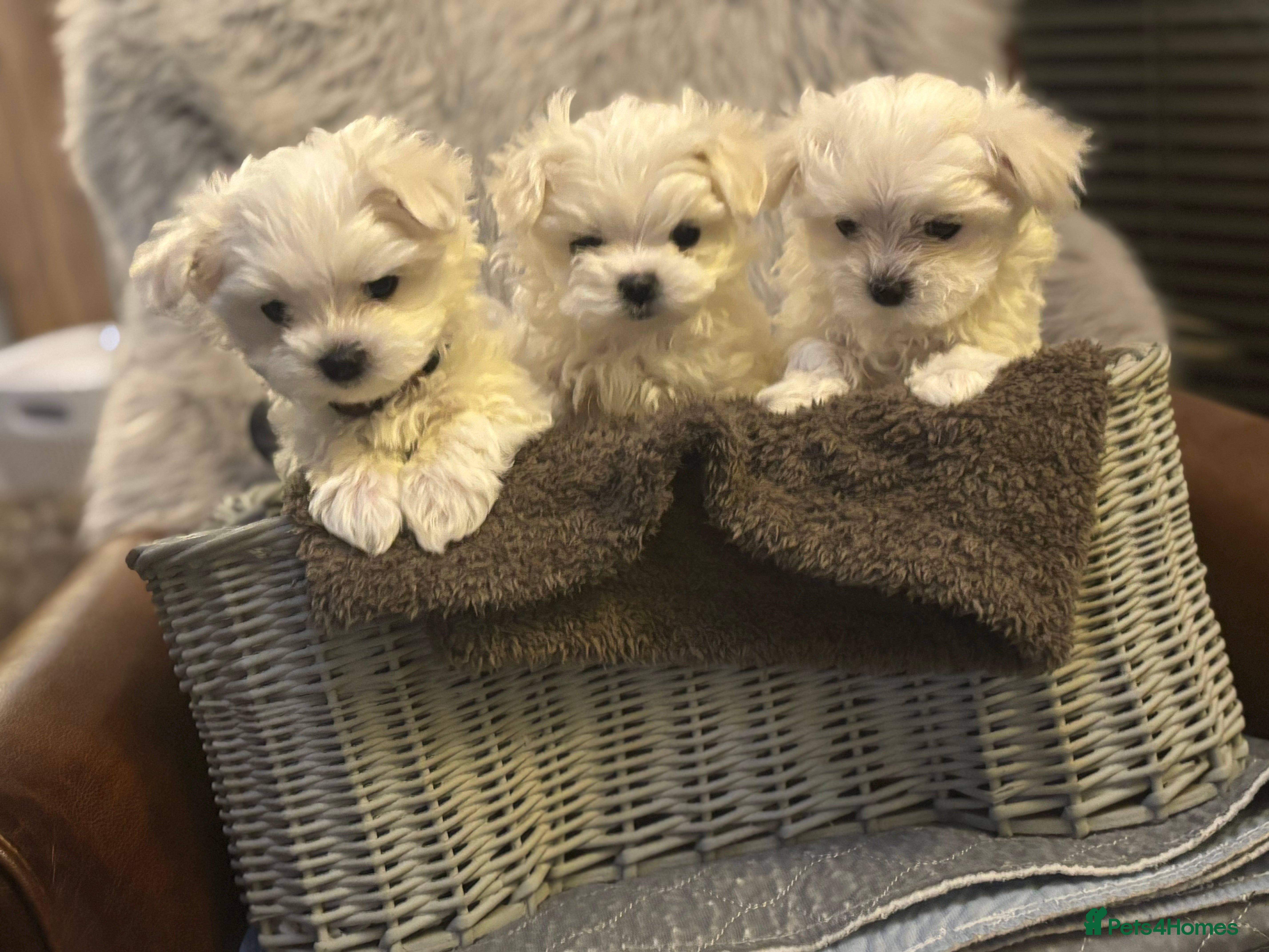 Maltese dogs Maltese puppies Kc registered  - Advert 1
