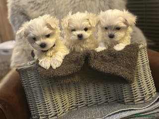 Maltese dogs Maltese puppies Kc registered - Advert 6