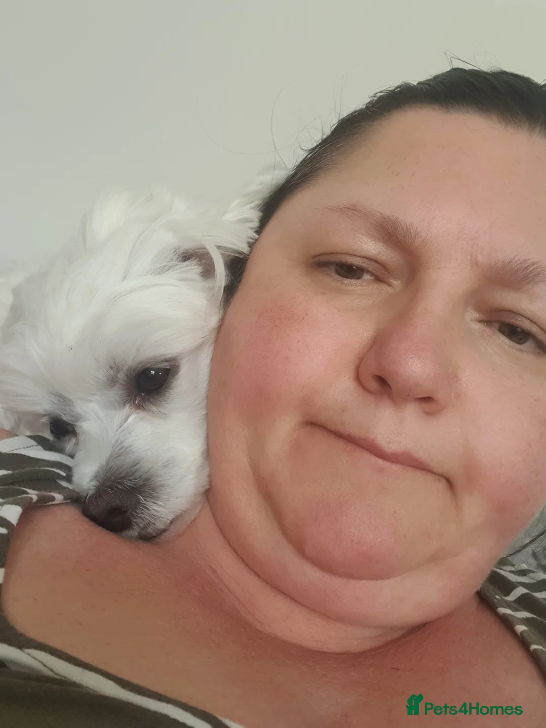 Maltese dogs for stud: Maltese in Ingatestone - Advert 10