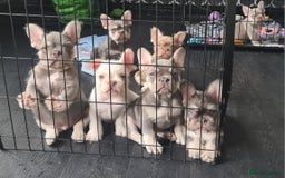 French Bulldog dogs for sale: Big Perm, fluffy and furnished frenchies  - Image 20