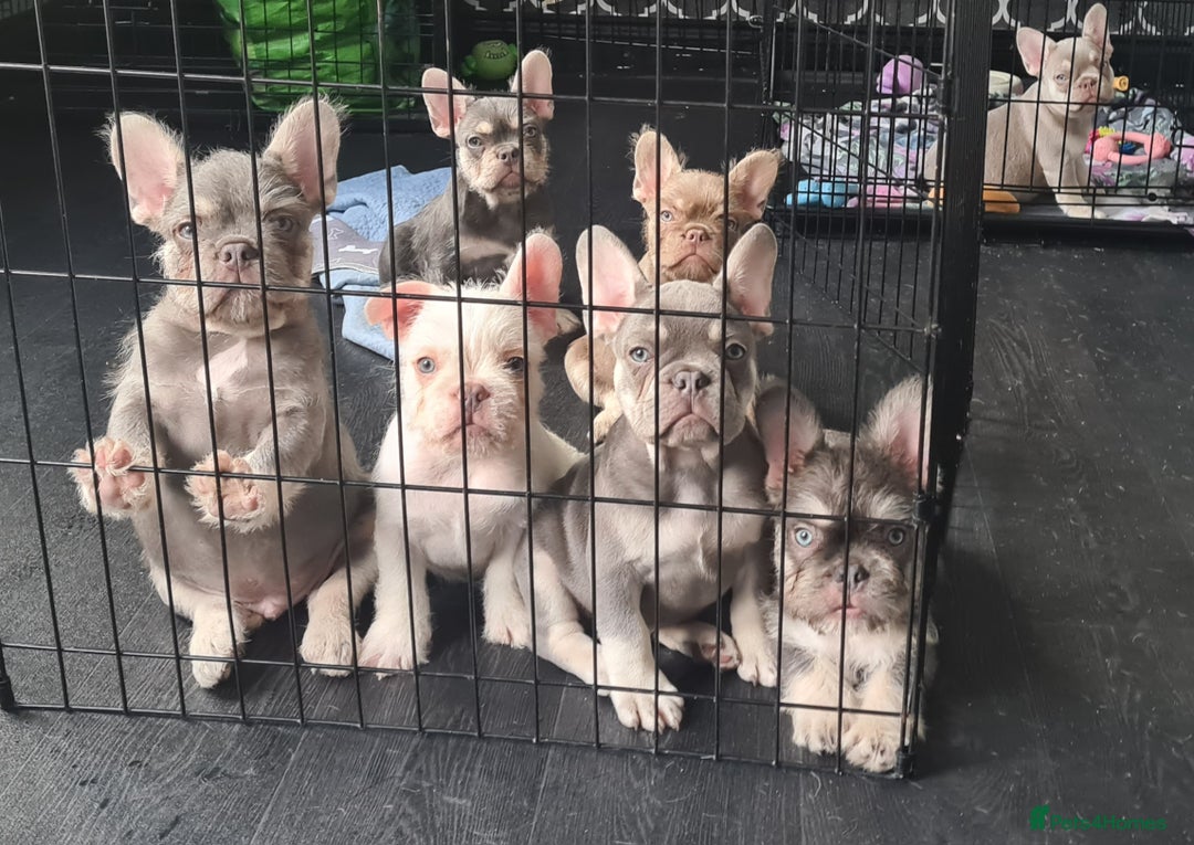 French Bulldog dogs for sale: Big Perm, fluffy and furnished frenchies  - Image 20