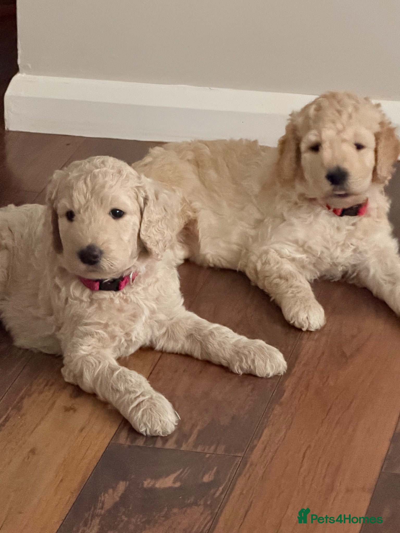 Goldendoodle dogs Goldendoodle Puppies - Advert 5