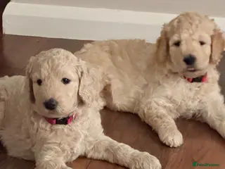 Goldendoodle dogs Goldendoodle Puppies - Advert 5