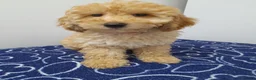 Miniature Poodle dogs for sale: Beautiful miniature poodle puppies ready now - Advert 24