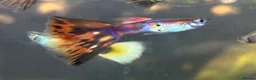 Live Bearers fish for sale: 10 Mixed Guppy Fry / babies (Postage £6)available  - Advert 4
