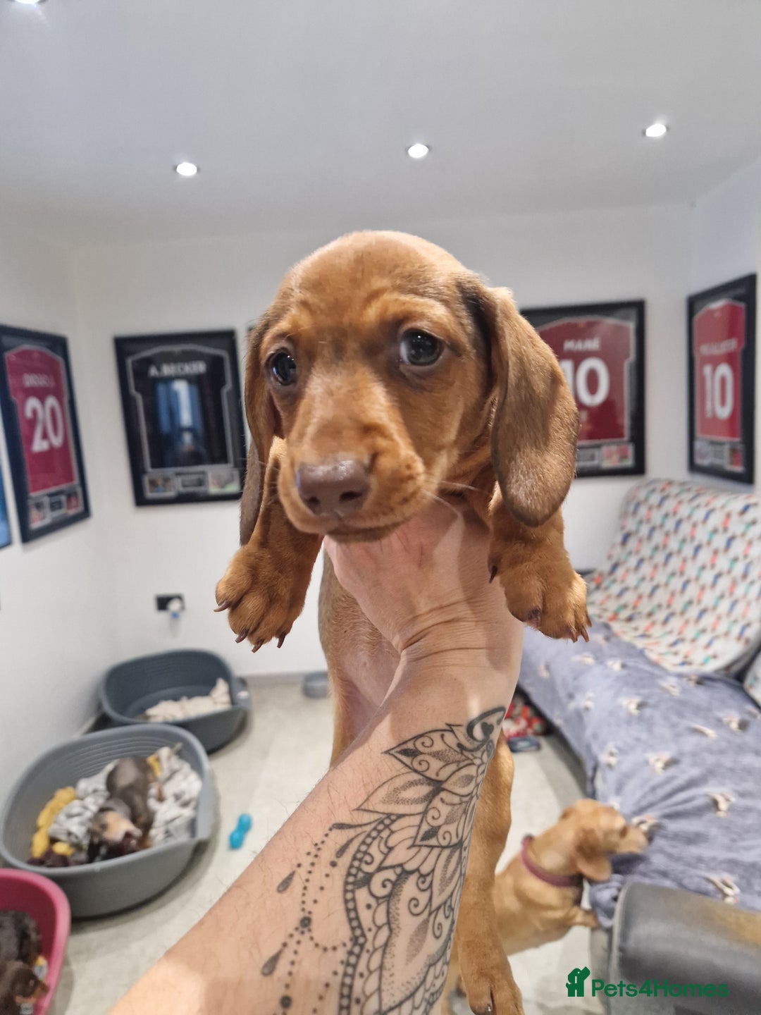 Dachshund dogs for sale: Littre of 7 Dachshund puppies ONLY 1 GIRLS LEFT !! - Advert 28
