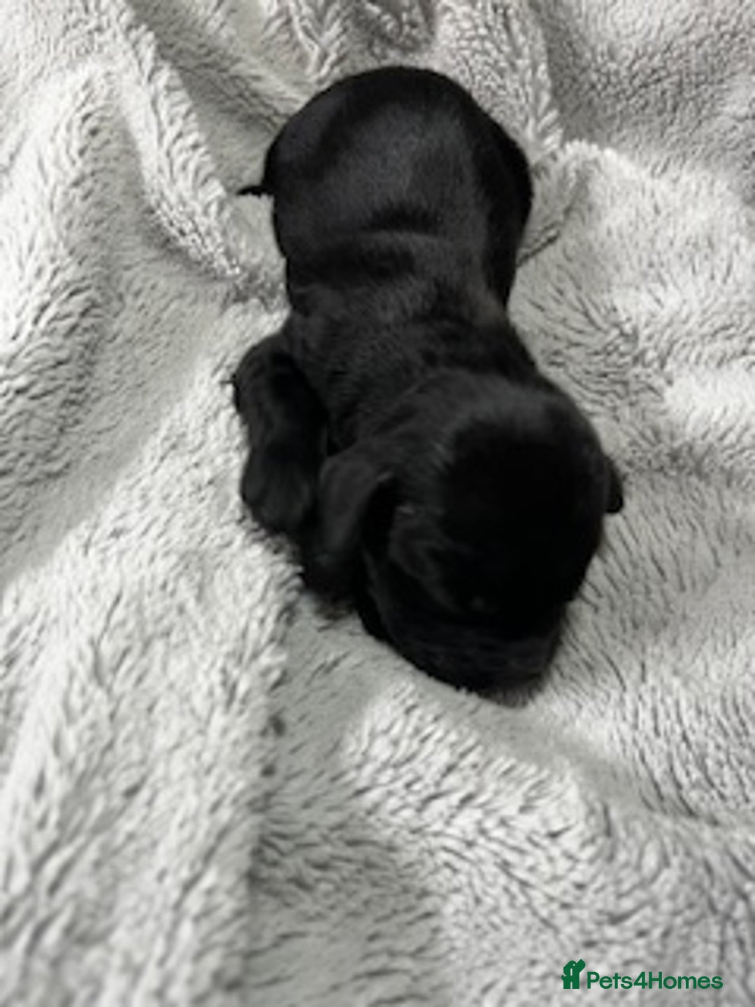 Australian Labradoodle dogs for sale: 6 Gorgeous Australian Labradoodle Puppies - Image 20