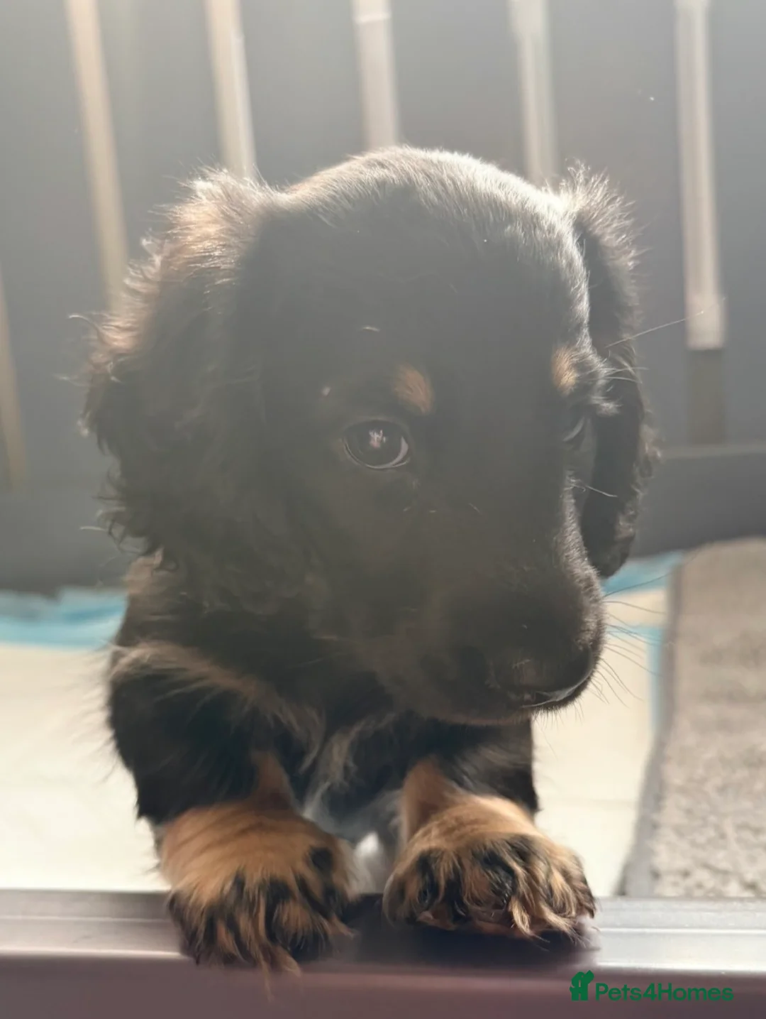 Miniature Dachshund dogs for sale: Beautiful long hair miniature dachshund pups - Advert 2