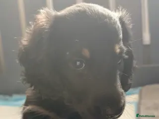 Miniature Dachshund dogs Beautiful long hair miniature dachshund pups - Advert 4