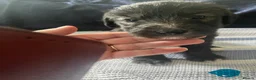 Bedlington Terrier dogs for sale: Bedlington Cross - Advert 6