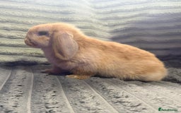 Mini Lop rabbits for sale: Handsome little mini lop  - Image 2