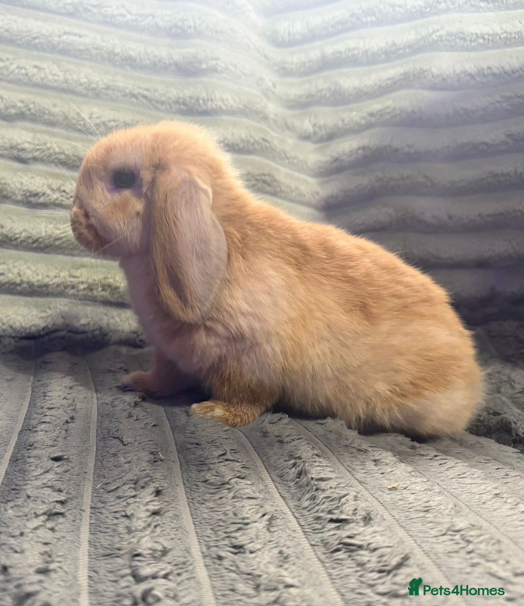 Mini Lop rabbits for sale: Handsome little mini lop  - Image 2