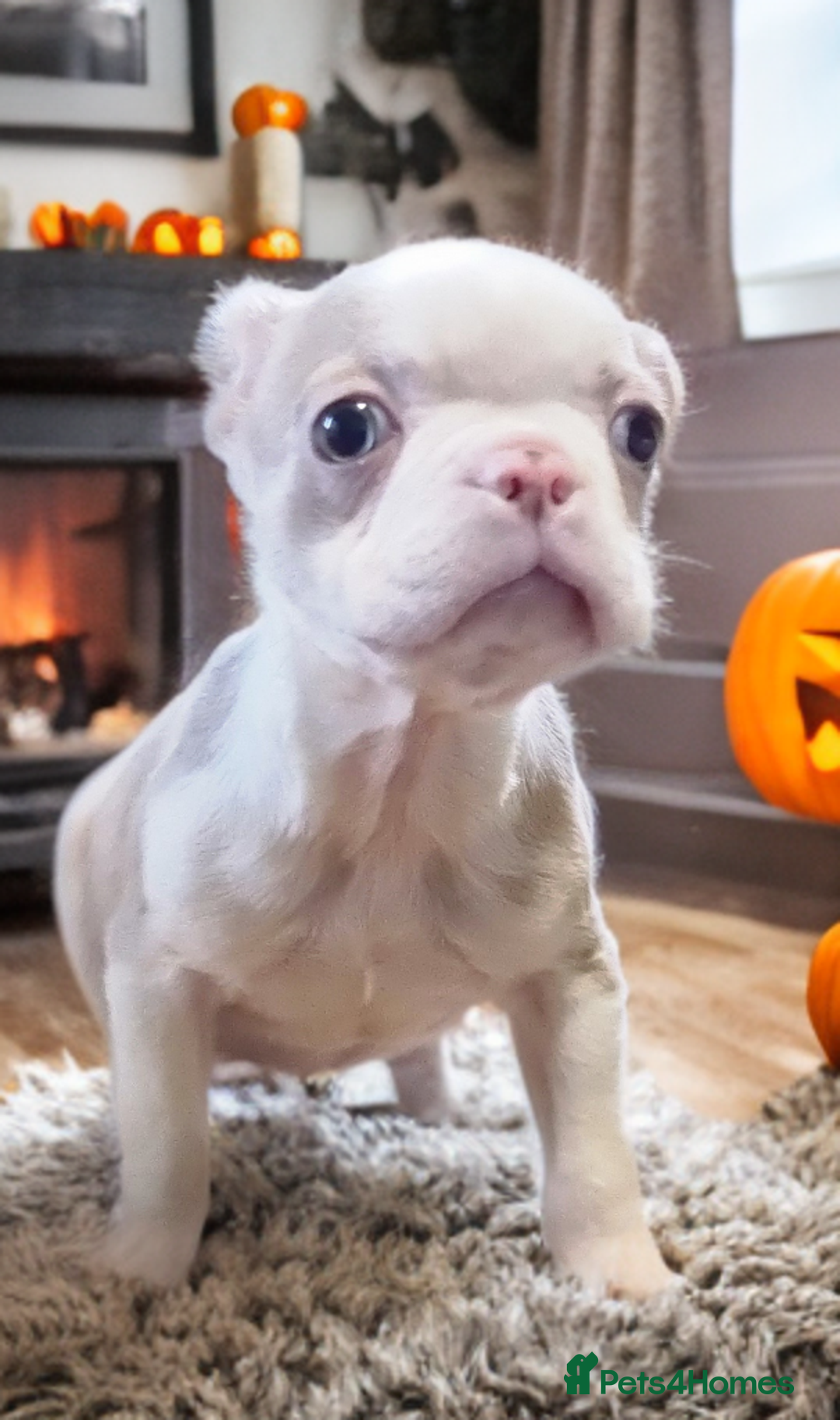 Boston Terrier dogs for sale: 5* KC Boston Terrier Blue Eyed lilac - Advert 4