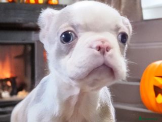 Boston Terrier dogs LAST 5* KC Boston Terrier Blue Eyed lilac - Advert 1