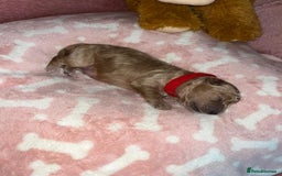 Cockapoo dogs for sale: 🌸3 gorgeous Chunky Cockapoos 🌸 - Image 21