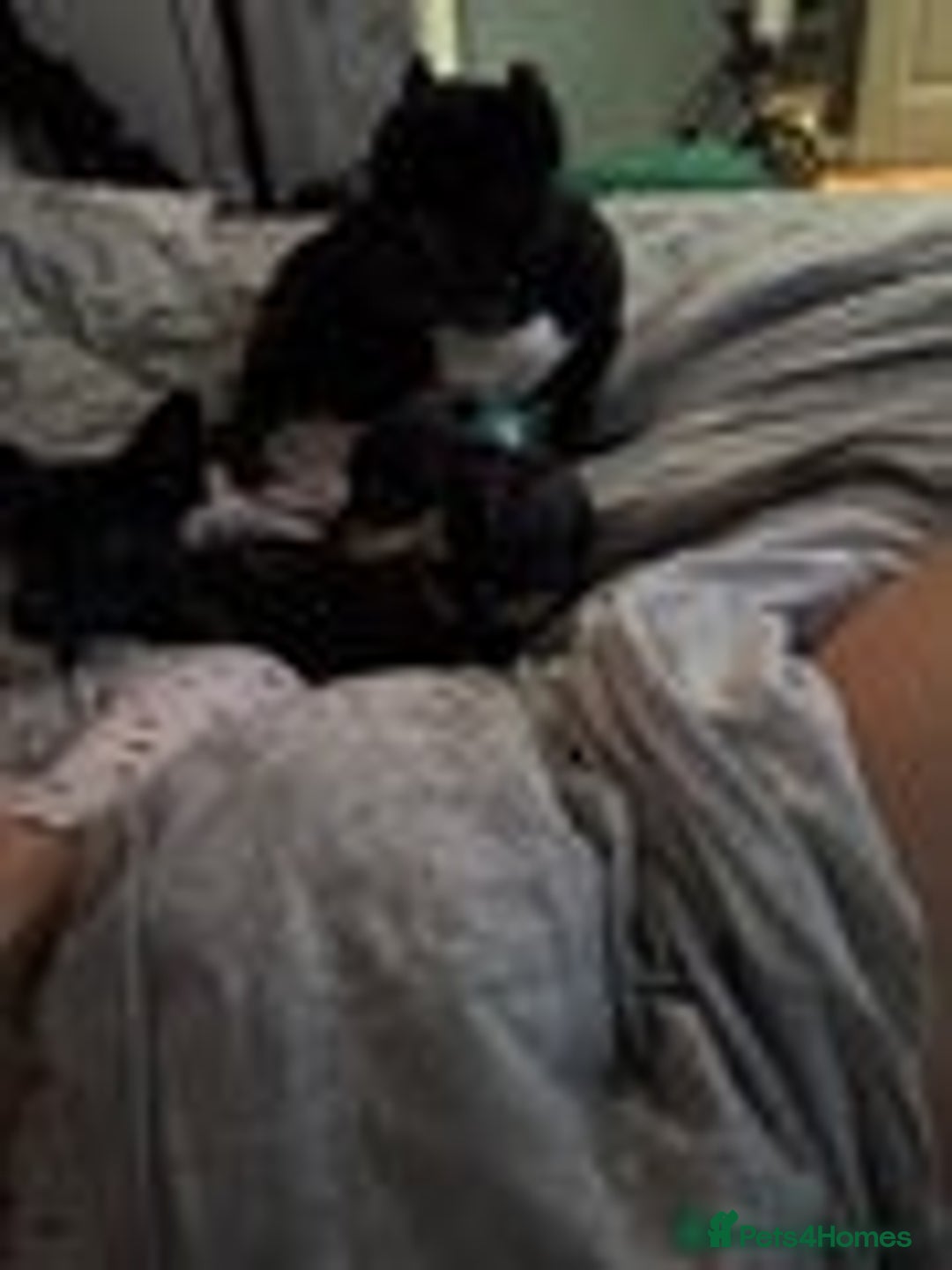 Mixed Breed dogs for sale: Micro bulldog and chihuahua  - Advert 6