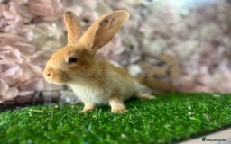 Continental Giant rabbits for sale: Pure continental giant  - Image 3
