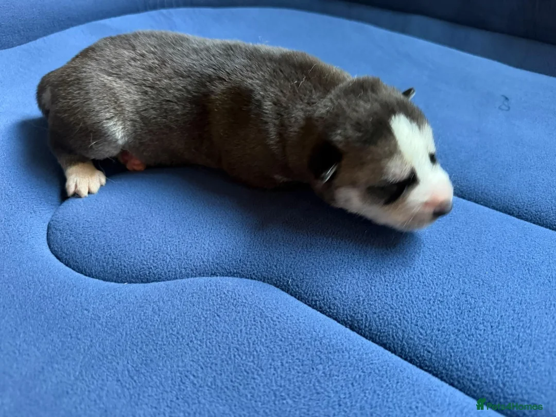 Siberian Husky dogs for sale: Puppies Siberian Husky in London - Advert 2