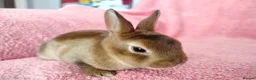 Rex rabbits for sale: Baby mini rex for sale  - Advert 2