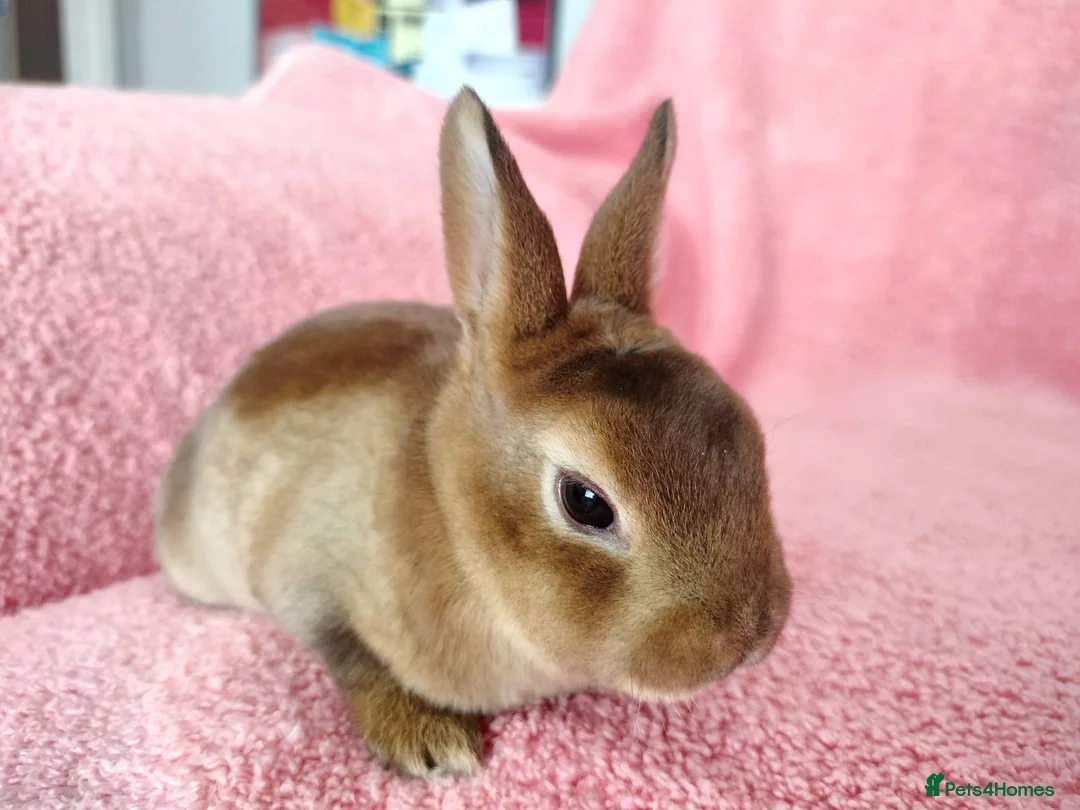 Rex rabbits for sale: Baby mini rex for sale  - Advert 2