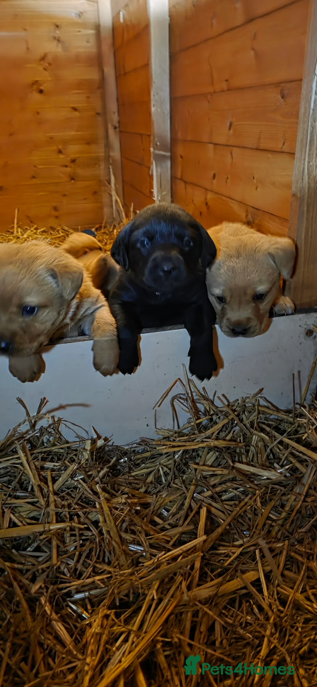 Labrador Retriever dogs for sale: Beautiful Labrador Retriever Puppies for Sale - Advert 27