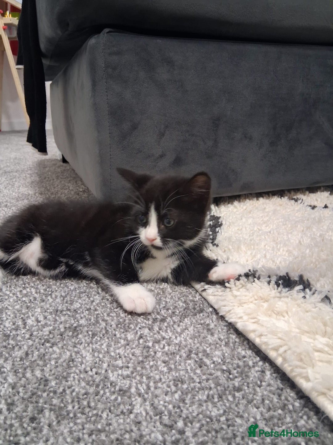 Mixed Breed cats for sale: Black and white 3 kittens for sale. 2 boys 1 girl. - Advert 17