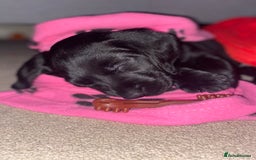 Labrador Retriever dogs for sale: KC Registered Labrador Puppies - Image 3